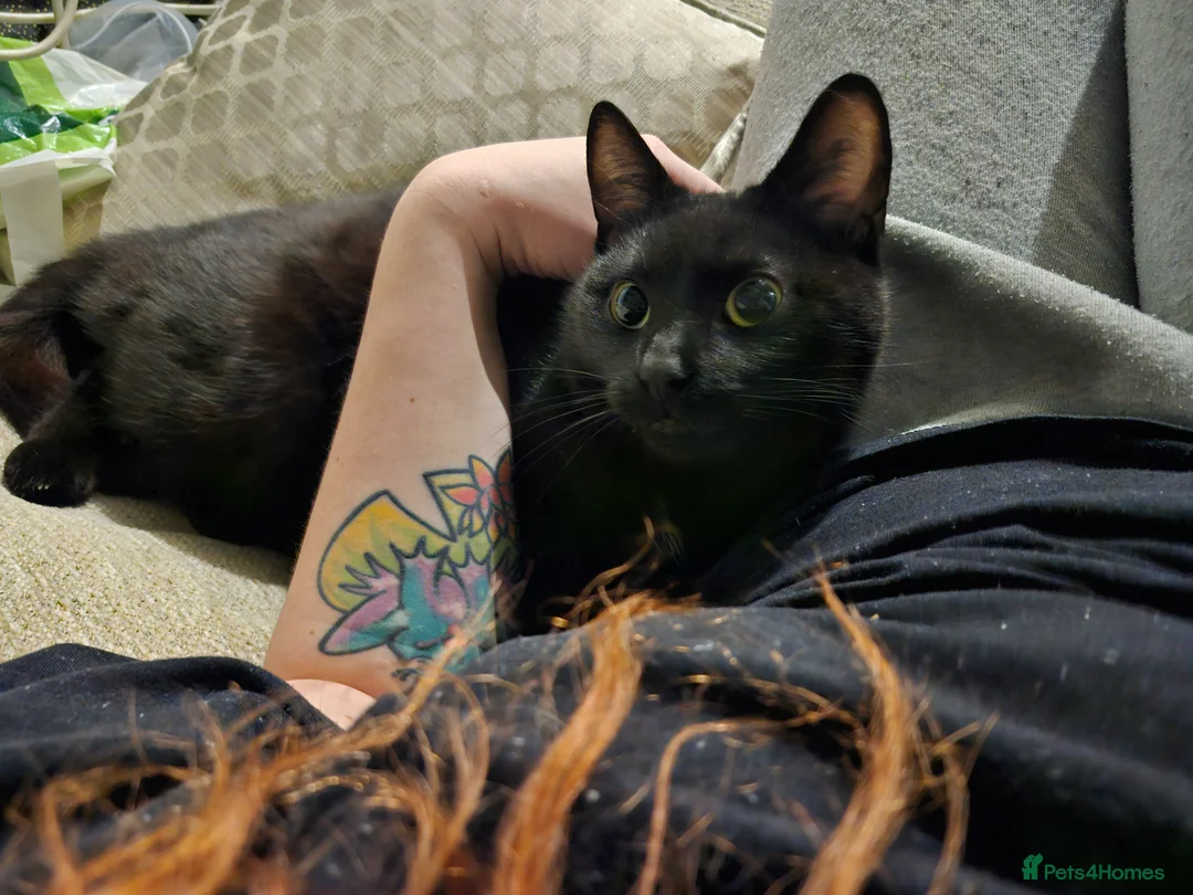 Domestic Shorthair cats for sale: Cat- Maeve - Advert 1