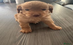 Cockapoo dogs for sale: Cockapoo puppies for sale - Image 2