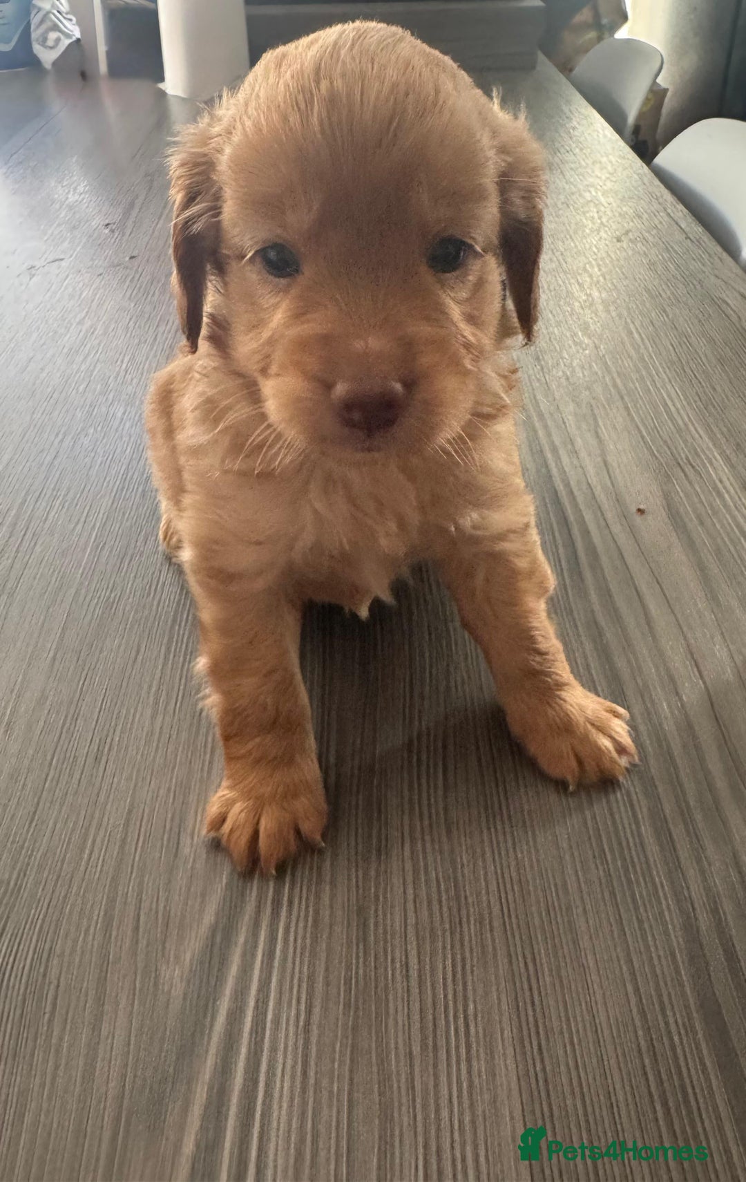 Cockapoo dogs for sale: Cockapoo puppies for sale - Image 2