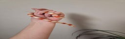 Milk Snake reptiles for sale: Albino milk snake - Advert 5