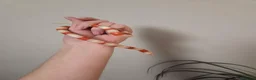 Milk Snake reptiles for sale: Albino milk snake - Advert 5