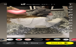 French Lop rabbits for sale: Giant French lop rabbits  - Image 7