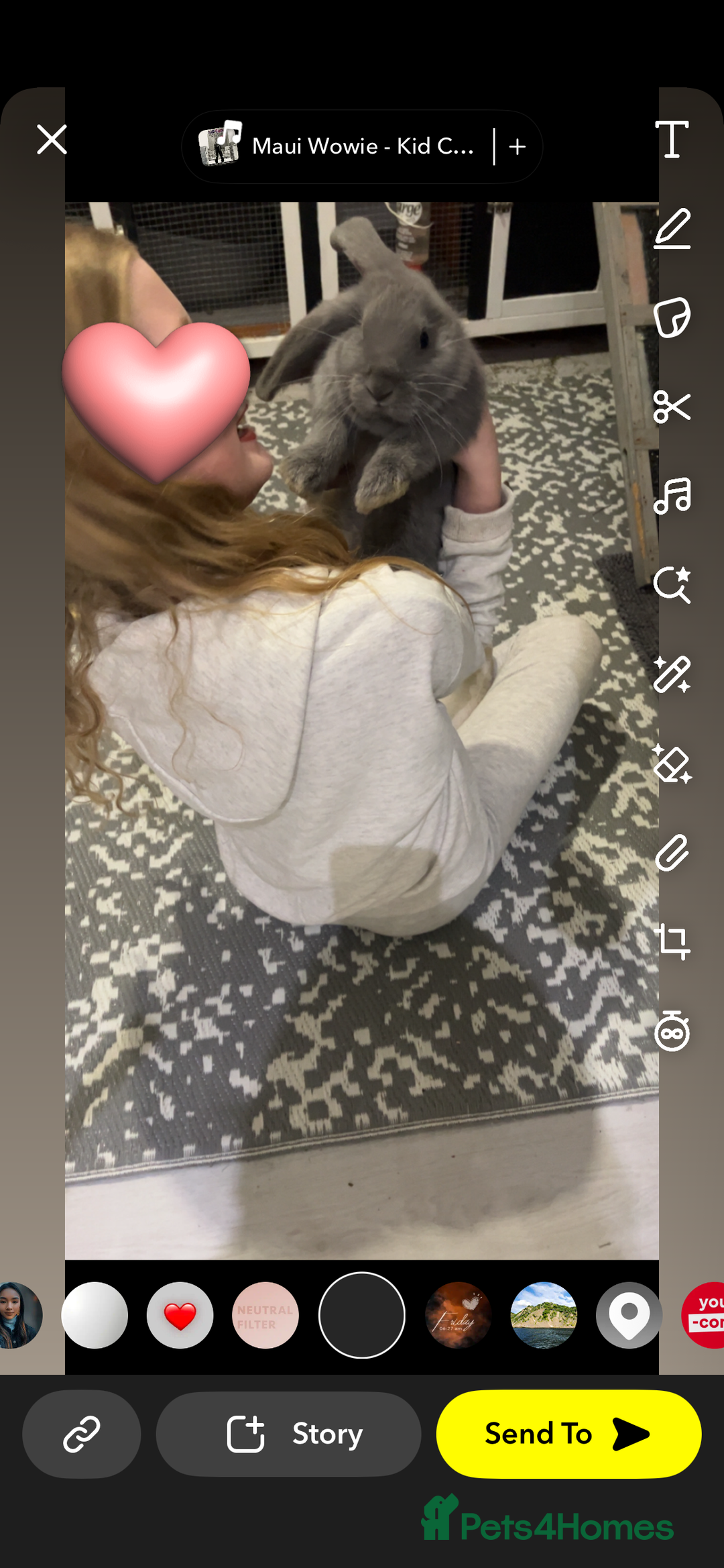 French Lop rabbits for sale: Giant French lop rabbits  - Image 7