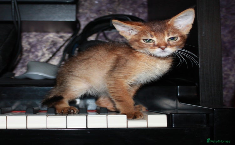 Chausie cats - Advert 1