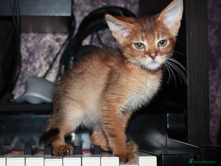 Chausie cats - Advert 1