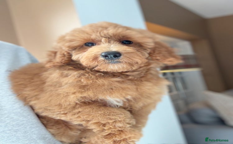 Shihpoo dogs - Advert 15