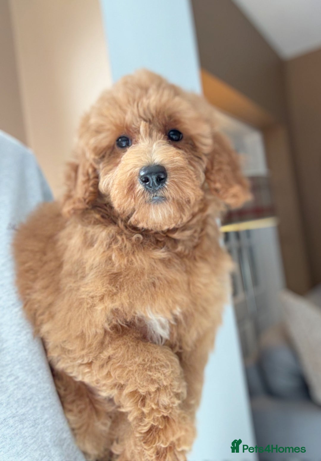 Shihpoo dogs for sale: 🩷 Stunning Shihpoo Girl Ready Now 🩷 - Image 1
