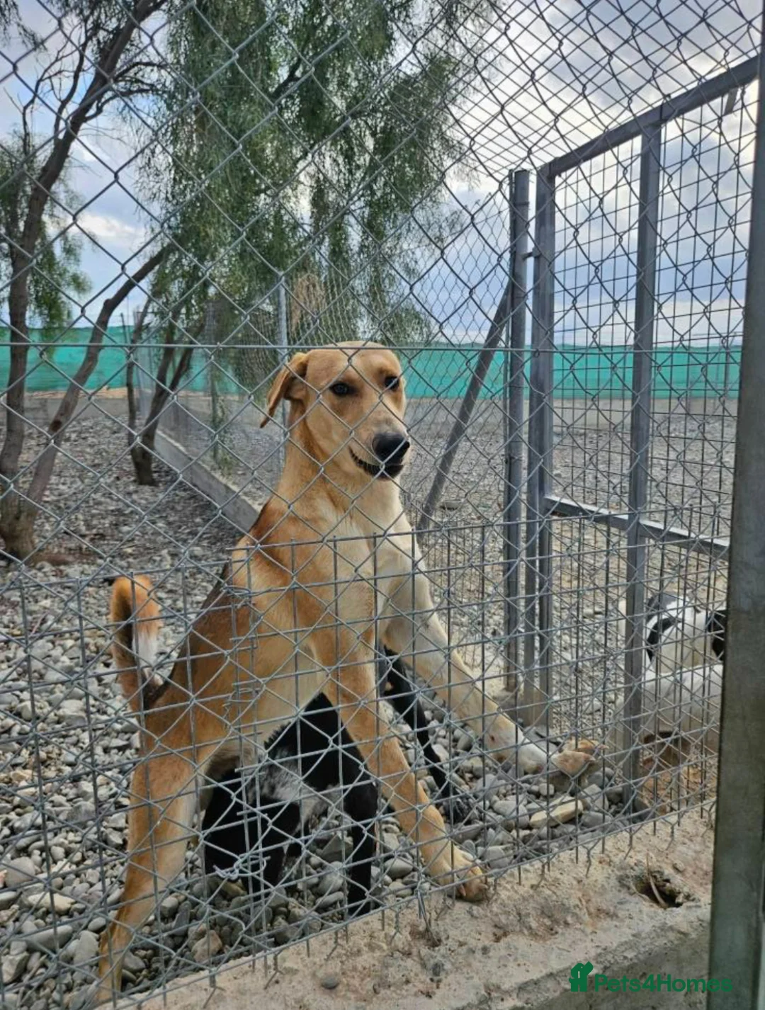 Mixed Breed dogs for adoption: Simon needs a forever home or foster in Poulton-le-Fylde - Advert 2