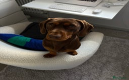 Mixed Breed dogs for stud: Meet Wilbur – Our 1/1 Cocker Spaniel x Dachshund - Image 7
