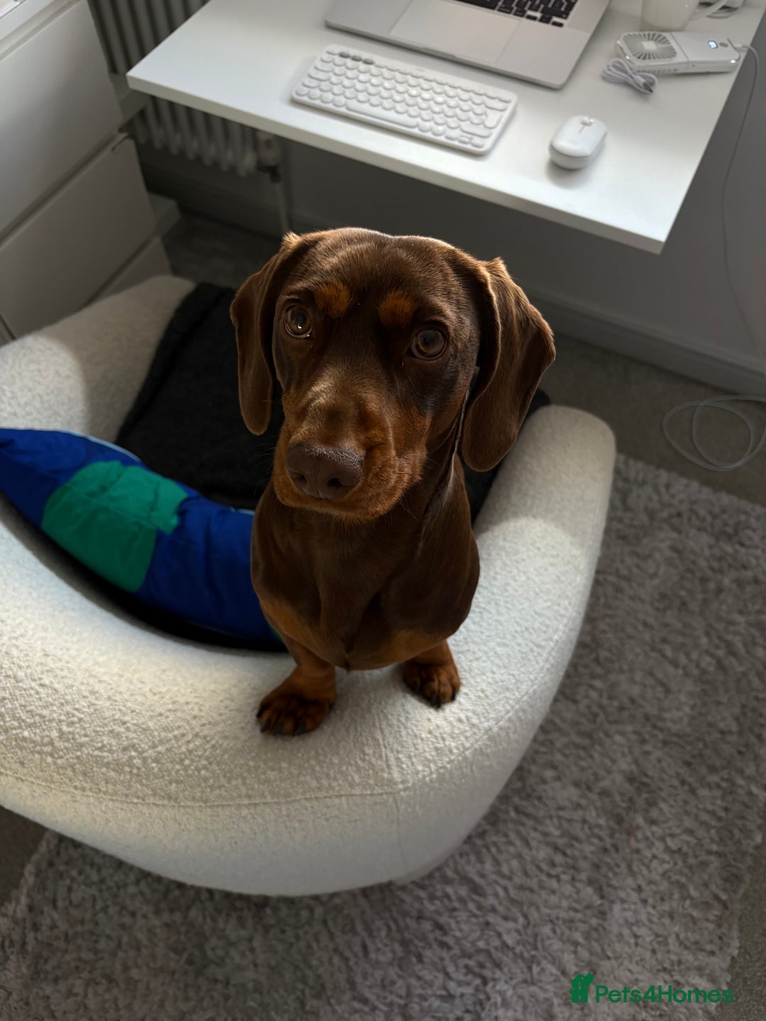 Mixed Breed dogs for stud: Meet Wilbur – Our 1/1 Cocker Spaniel x Dachshund - Image 7