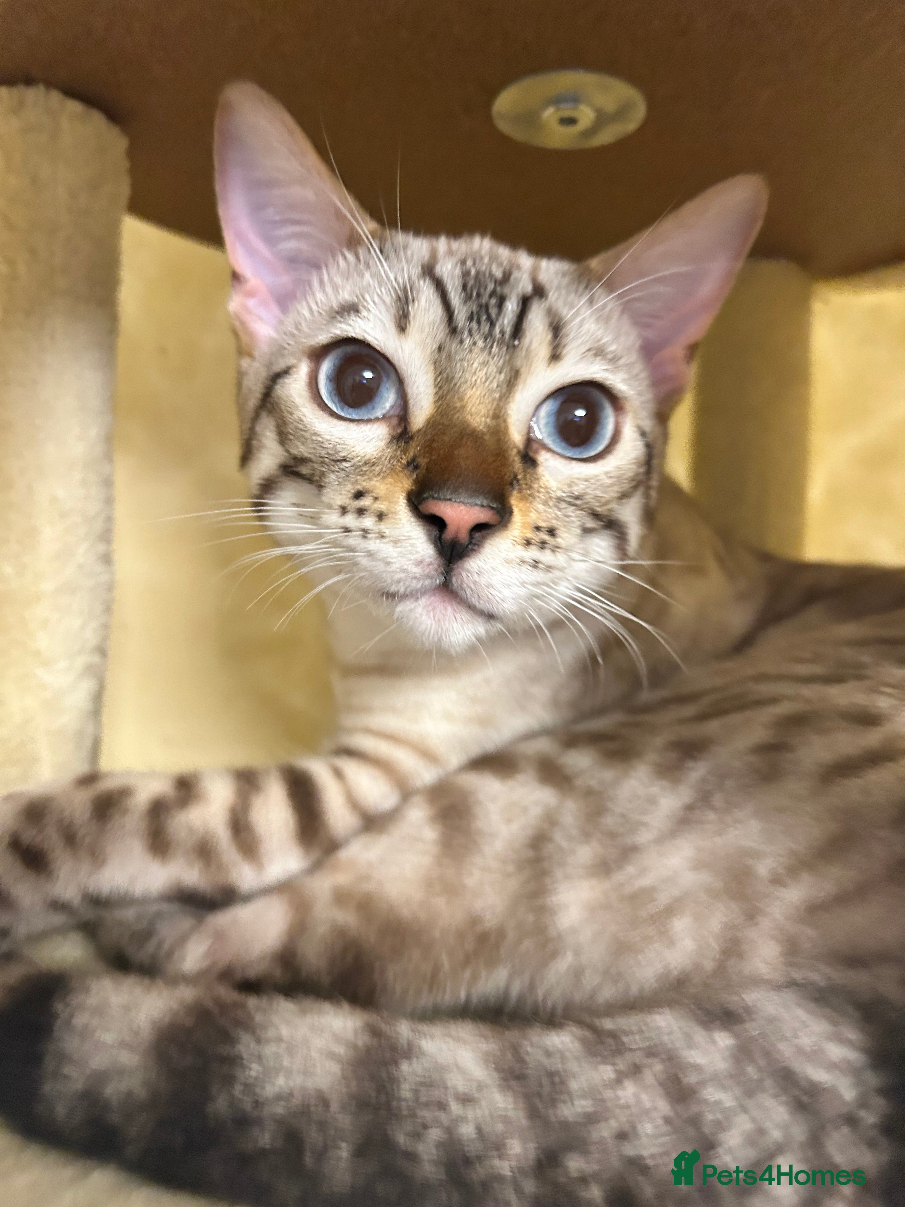 Bengal cats Male Bengal  - Advert 1