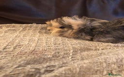 Guinea Pig rodents for sale: 2 beautiful baby boy Guineapigs  - Image 6