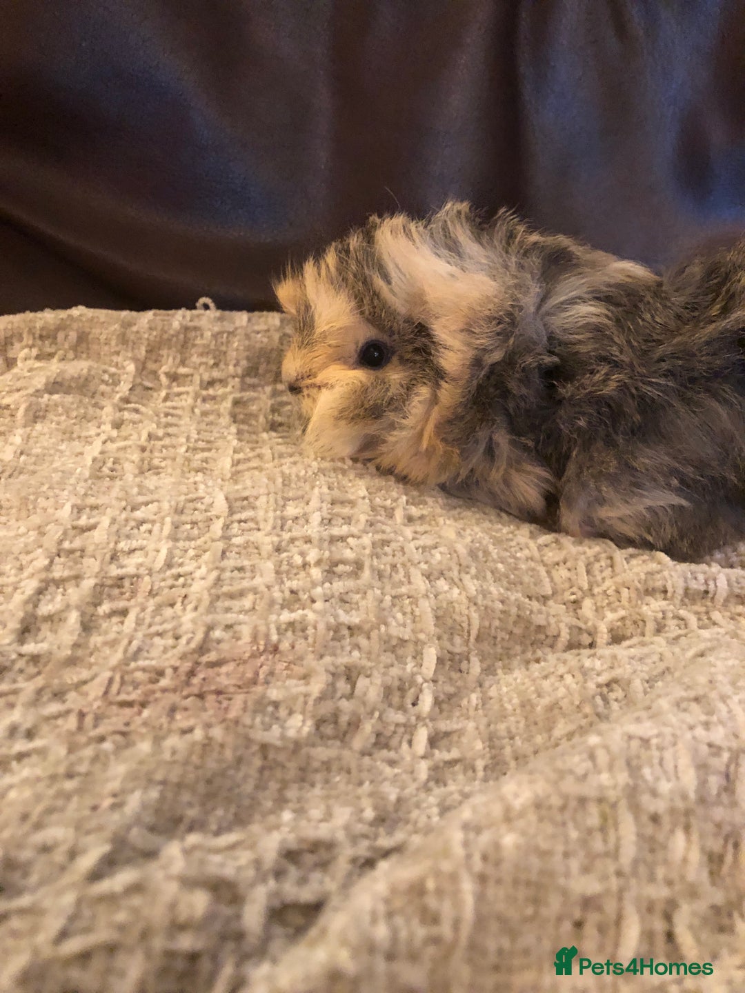 Guinea Pig rodents for sale: 2 beautiful baby boy Guineapigs  - Image 6