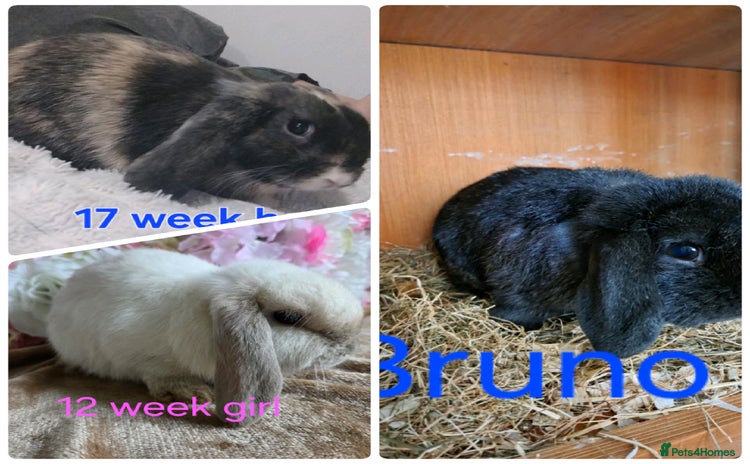 Mini Lop rabbits - Advert 6