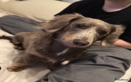 Miniature Dachshund dogs for sale: Miniature dachshund  - Image 10