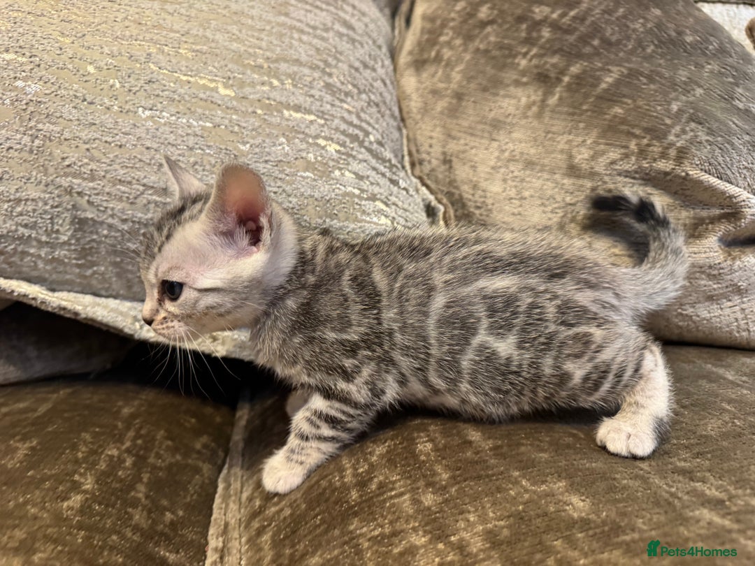 Bengal cats for sale: Exceptional TICA Registered Bengals- Champion Line - Advert 10