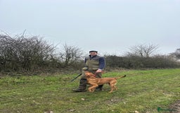 Labrador Retriever dogs for stud: Working KC reg Fox Red Labrador Retriever For Stud in Chelmsford - Image 6
