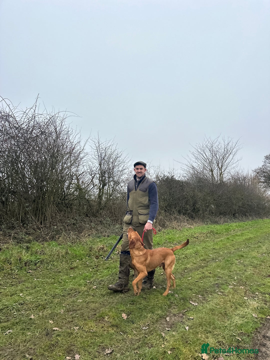 Labrador Retriever dogs for stud: Working KC reg Fox Red Labrador Retriever For Stud in Chelmsford - Image 6