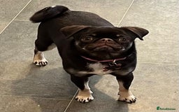 Pug dogs for sale: Tiny pug girl - Advert 4