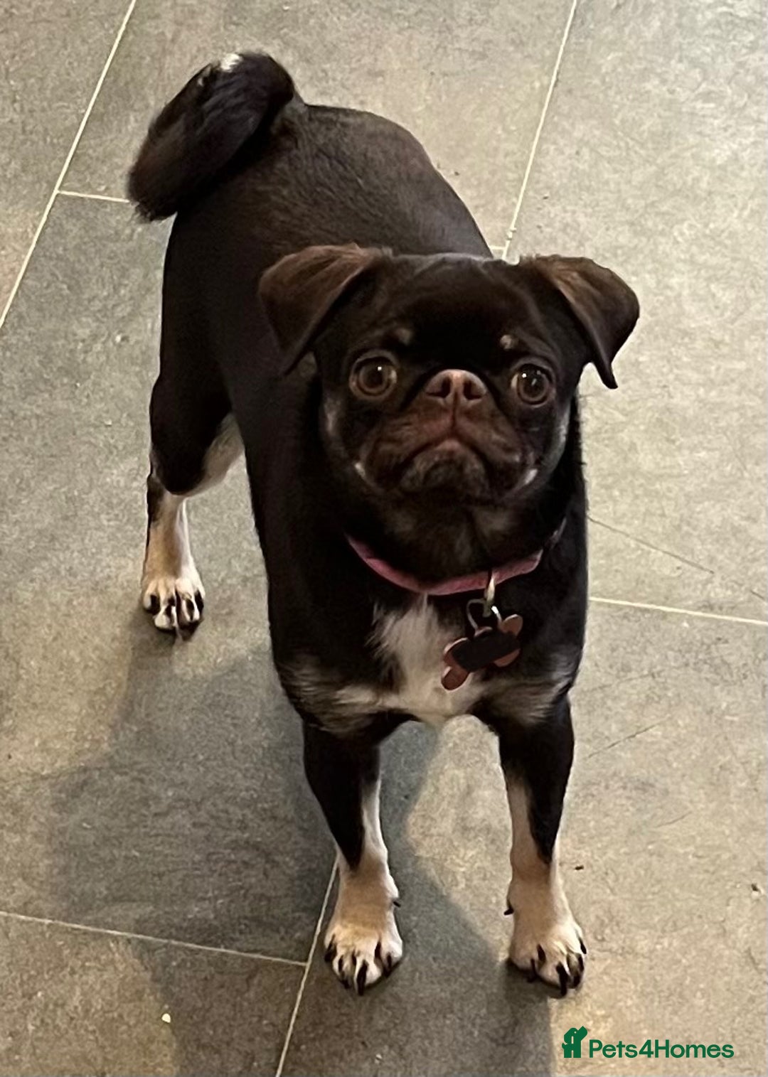 Pug dogs for sale: Tiny pug girl - Advert 4