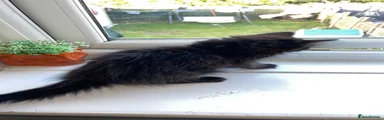 Nebelung 2