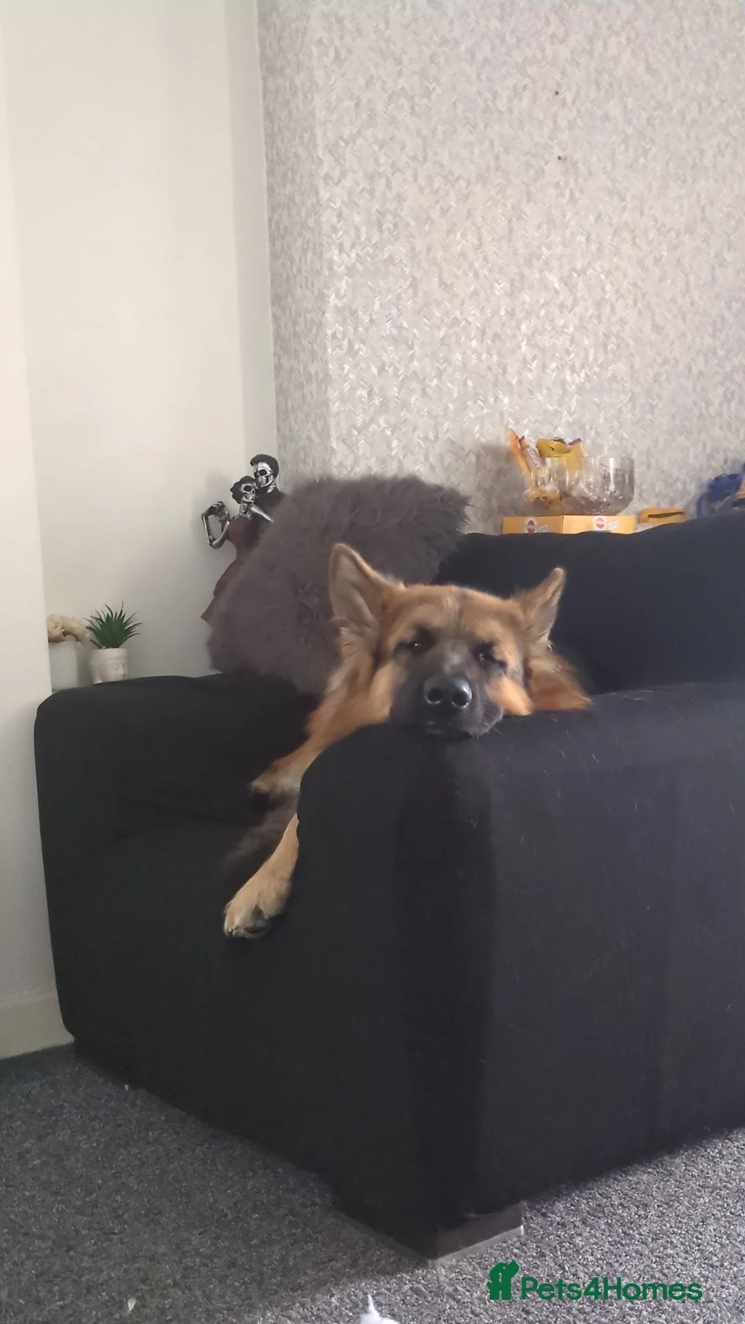 German Shepherd dogs for sale: German Shepherd Rehome - Advert 2