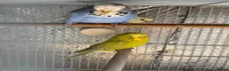 Mixed Breed birds for sale: Budgies and Bengal finches .  - Advert 5