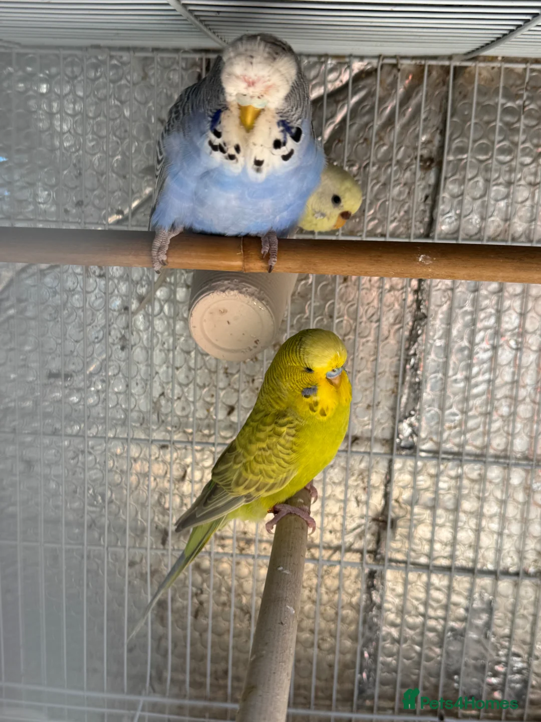 Mixed Breed birds for sale: Budgies and Bengal finches .  - Advert 5