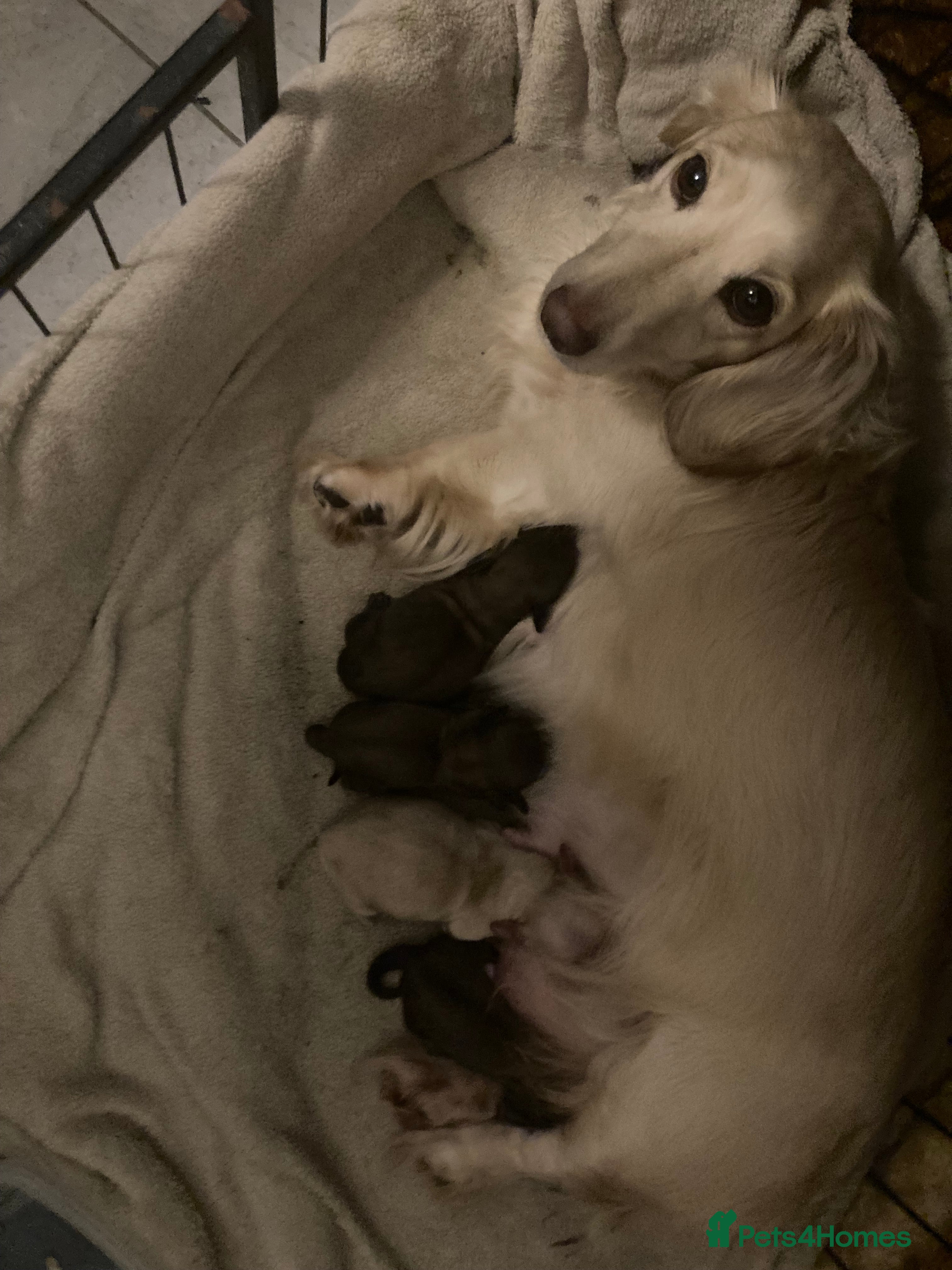 Miniature Dachshund dogs Long haired dachshund pups - last one  - Advert 6