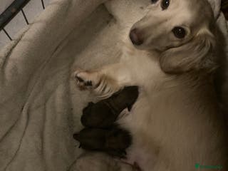 Miniature Dachshund dogs Long haired dachshund pups - last one - Advert 6