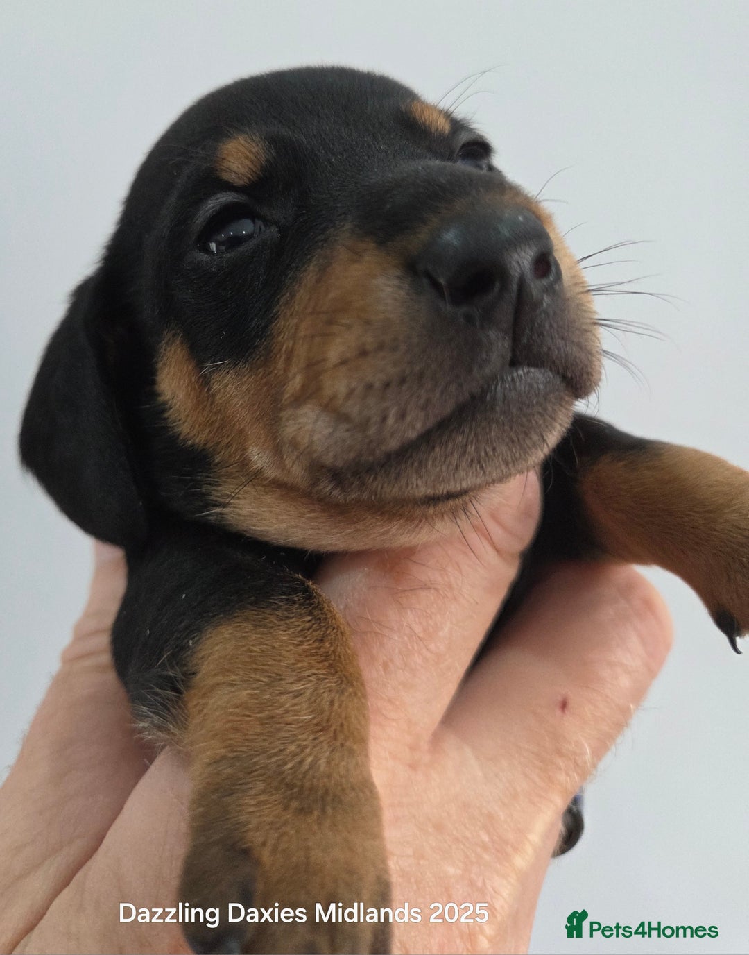Miniature Dachshund dogs for sale: Shorthaired Minature Daschunds  - Image 4