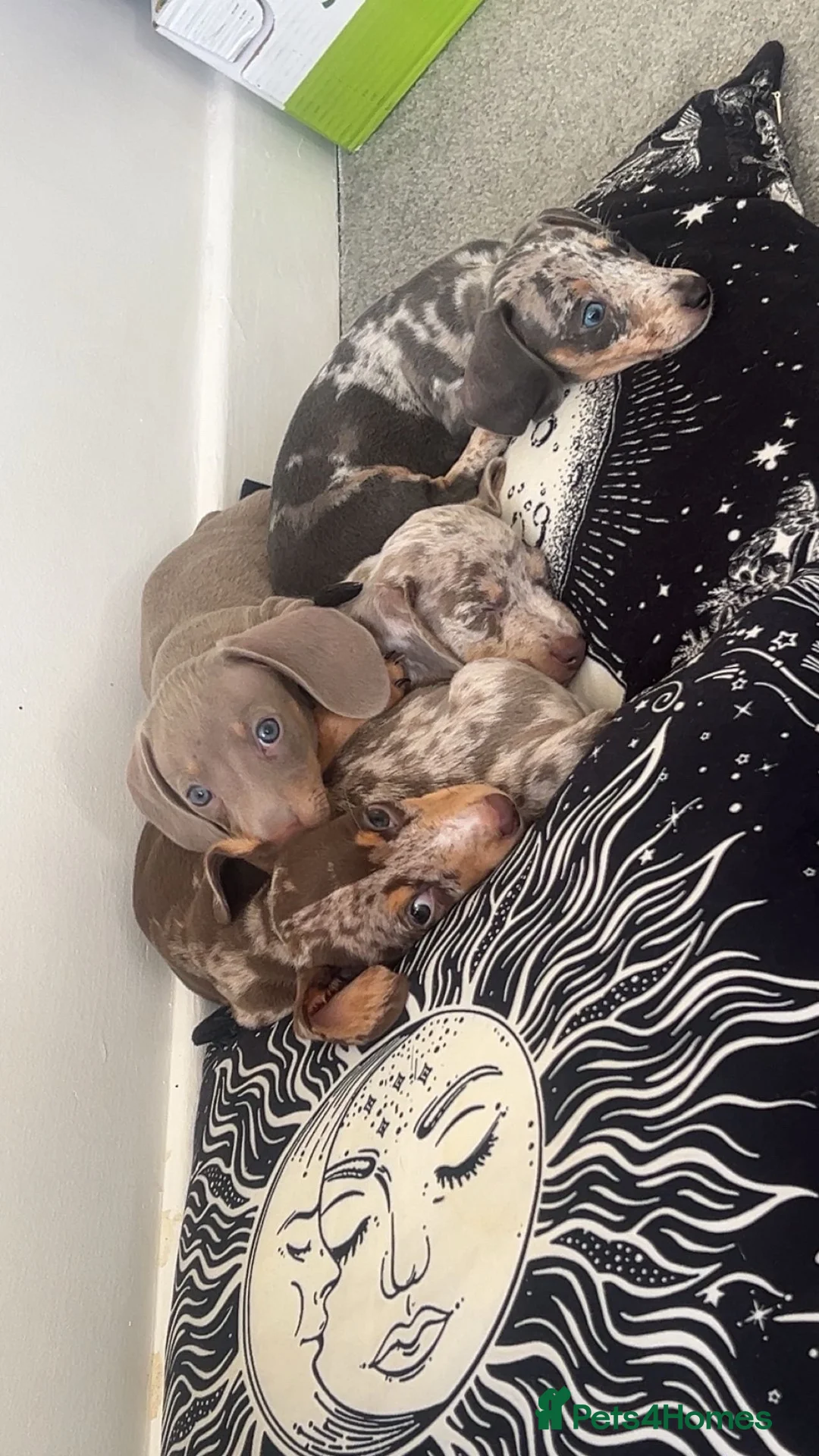 Miniature Dachshund dogs for sale: Miniature dachshunds  in Chard - Advert 5