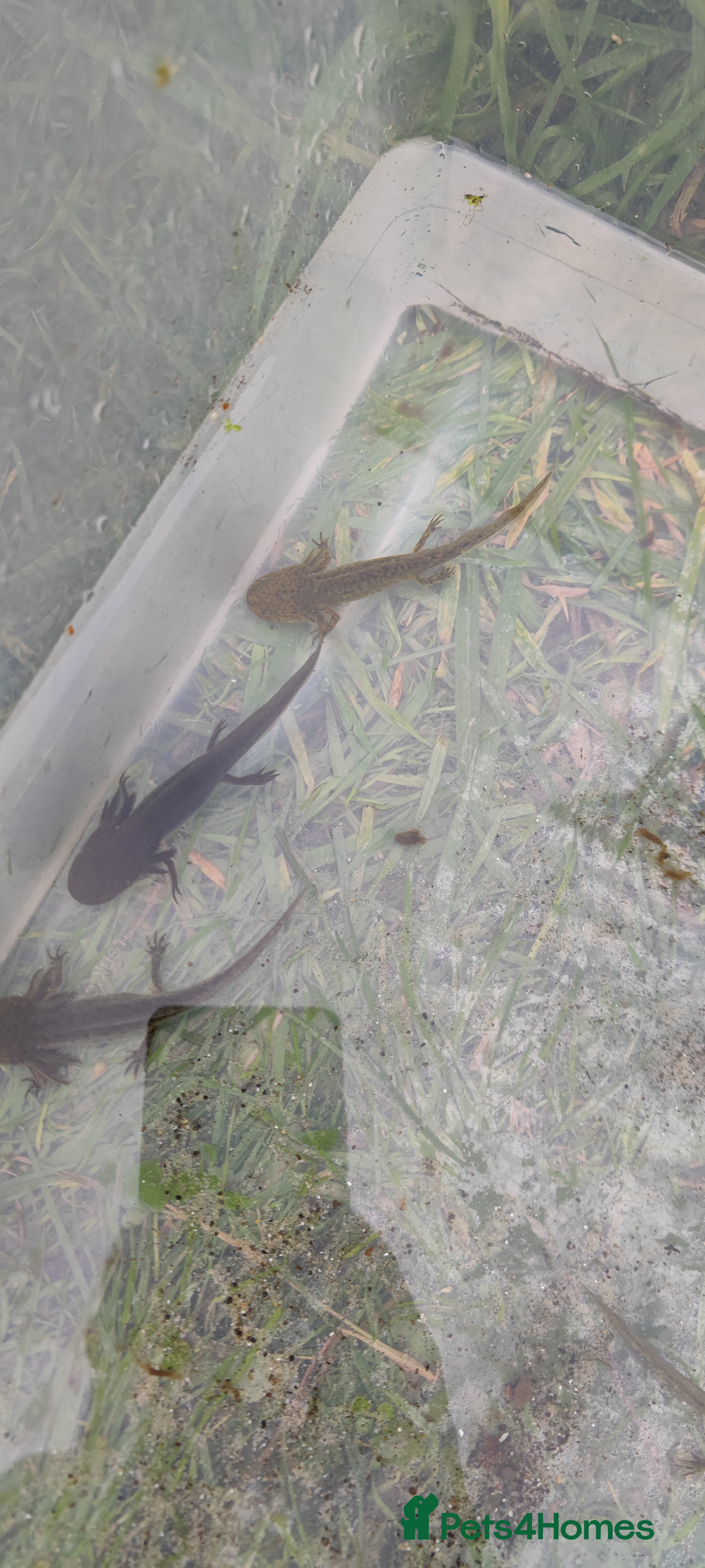 Axolotl reptiles Young axolotls  - Advert 9