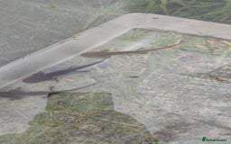 Axolotl reptiles for sale: Young axolotls  - Image 1