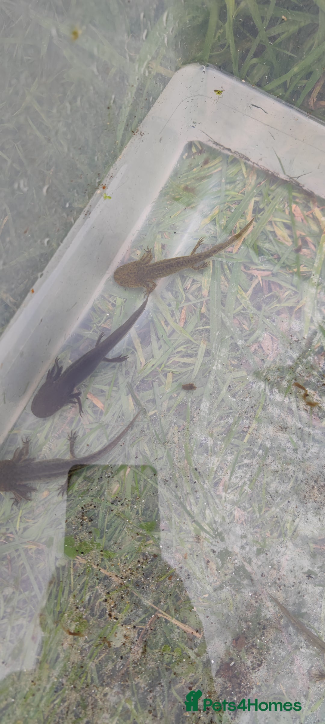 Axolotl reptiles for sale: Young axolotls  - Image 1