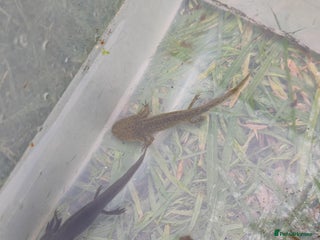 Axolotl reptiles - Advert 38