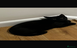 Mixed Breed cats for sale: 2 kittens for new home  - Image 2