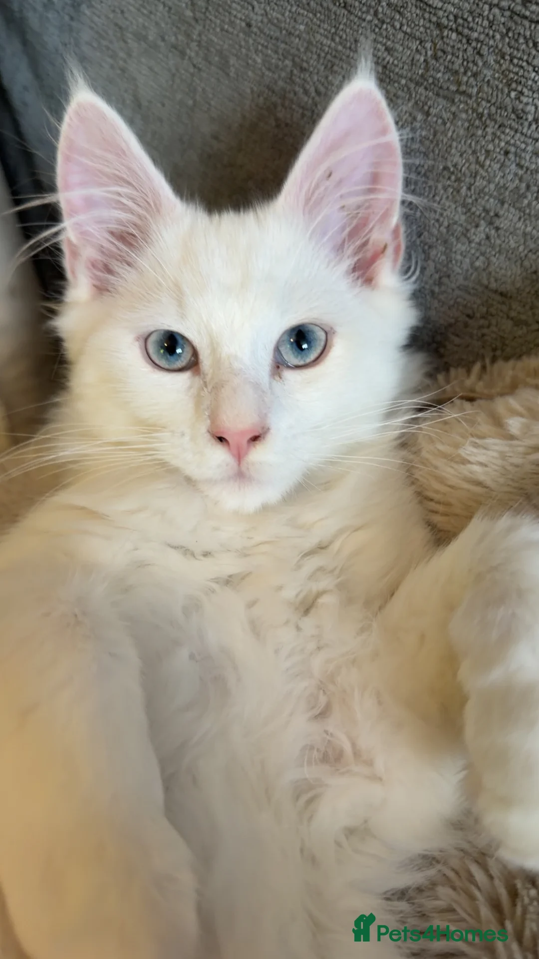 Maine Coon cats for sale: Maine coon kittens - Advert 2