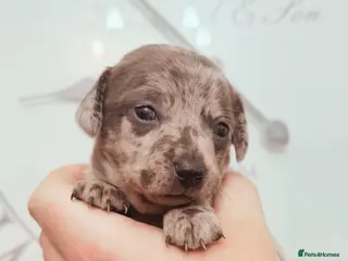 Chiweenie dogs 3 beautiful baby Chiweenie girls ready early March - Advert 1