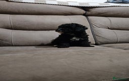 Toy Poodle dogs for sale: Merle toy poodle puppys available now  - Image 15