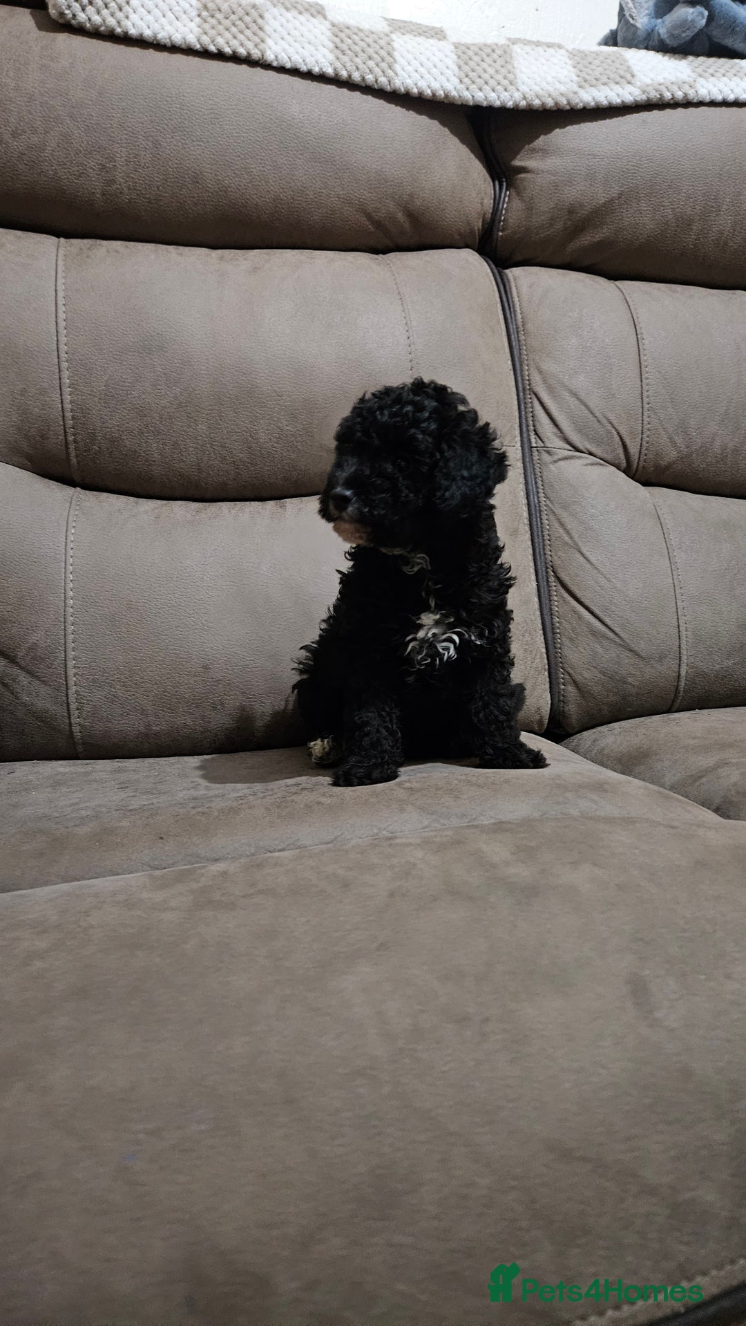Toy Poodle dogs for sale: Merle toy poodle puppys available now  - Image 15