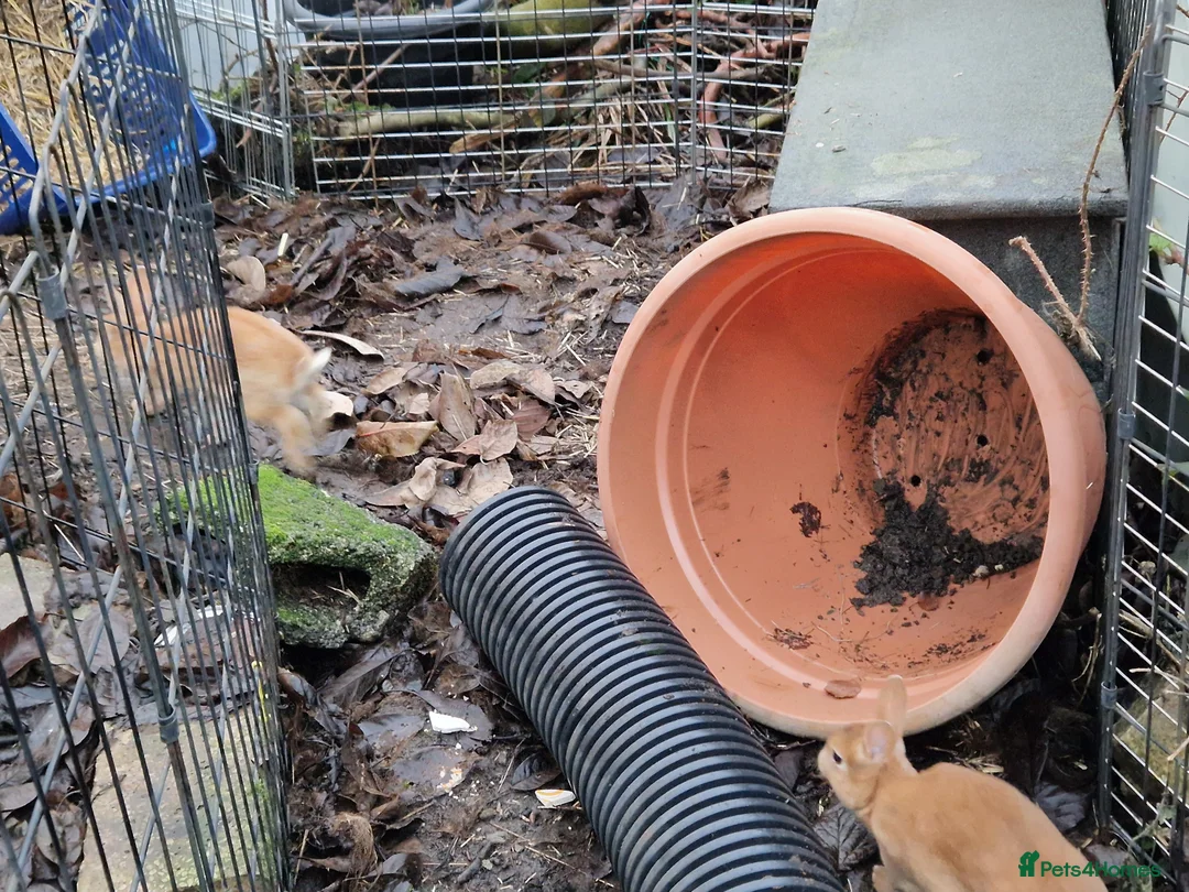 Rex rabbits for sale: Purebred, cute, friendly mini rex babies- m and f - Advert 15