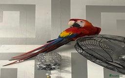 Macaws birds for sale: TALKING BABY MALE SCARLET MACAW WITH FULL PAPERS - Advert 6