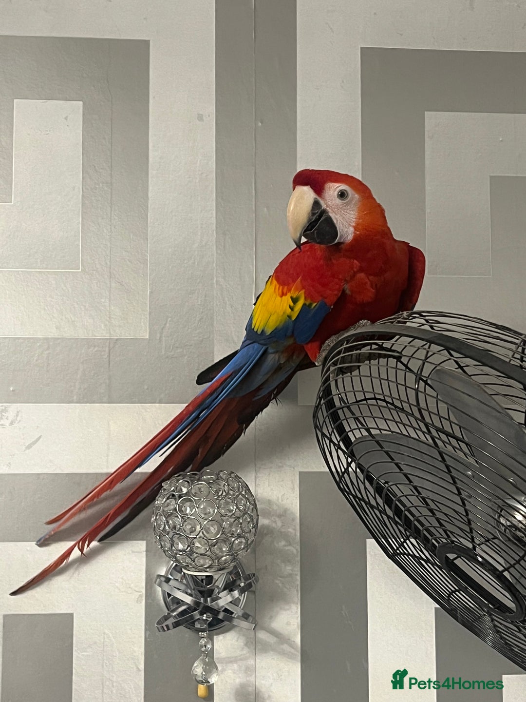 Macaws birds for sale: TALKING BABY MALE SCARLET MACAW WITH FULL PAPERS - Advert 6