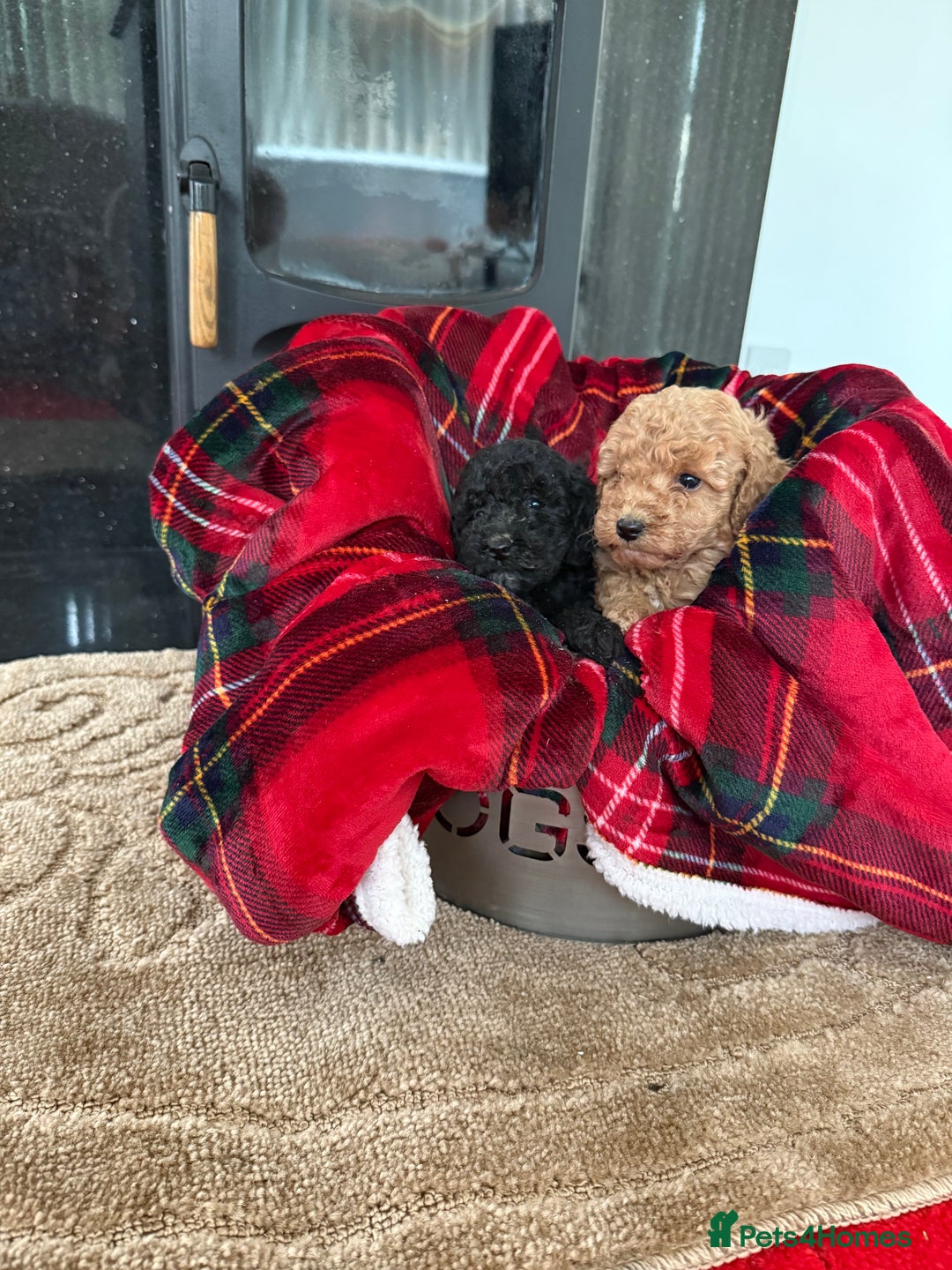 Cockapoo dogs for sale: F1bb Pettit cockapoo puppies  - Advert 5