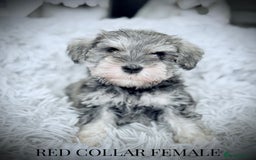 Miniature Schnauzer dogs for sale: ⭐️⭐️ ADORABLE MINI SCHNAUZER PUPS ⭐️⭐️ - Image 8