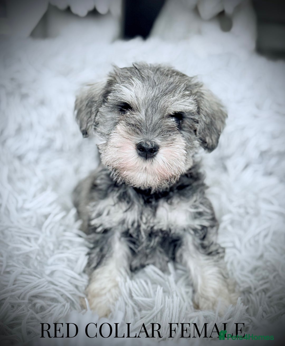Miniature Schnauzer dogs for sale: ⭐️⭐️ ADORABLE MINI SCHNAUZER PUPS ⭐️⭐️ - Image 8