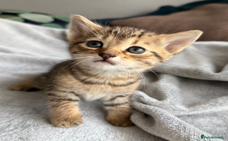 Mixed Breed cats - Advert 1