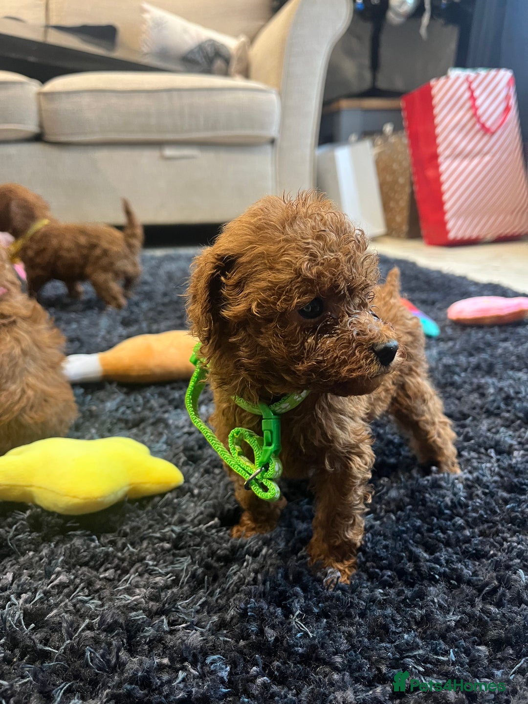 Miniature Poodle dogs for sale: FOX Red Miniature Poodles!!! 400 Health Tests!! - Advert 7