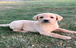 Labrador Retriever dogs for sale: 🧡 Fabulous Red & Yellow KC reg Puppies  - Image 9